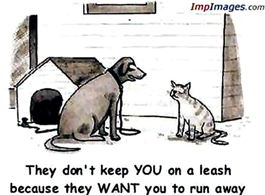 Cat Not on a Leash