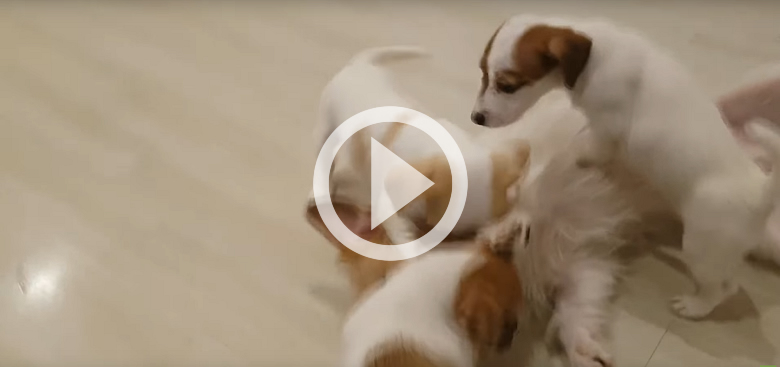 Jack Russell Father Meets His Puppies for the First Time