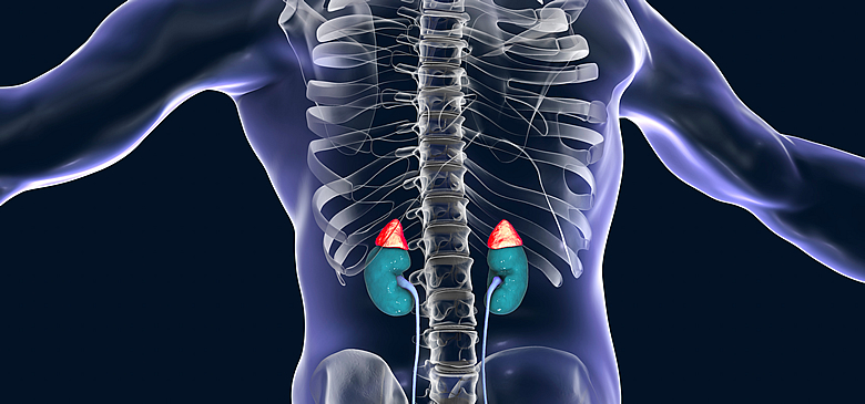 Adrenal Glands