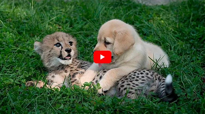 Cheetah and Lab Become Best Buddies