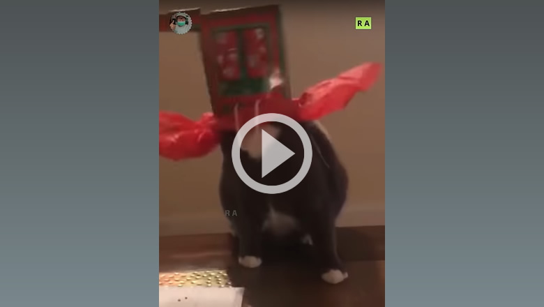 Clumsy Cats