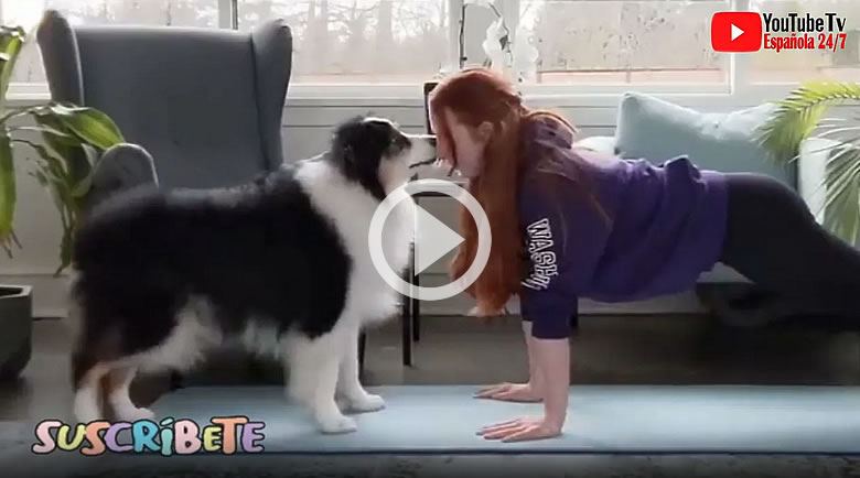 Amazing Dog Does Yoga with Its Owner