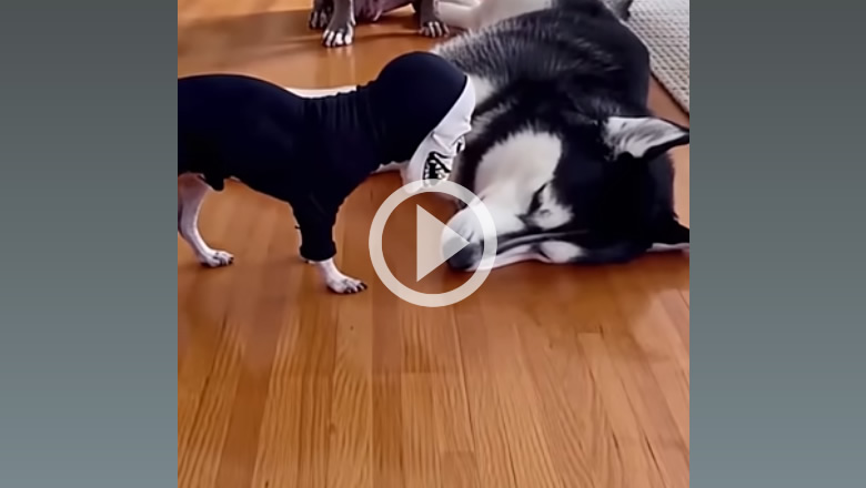 Hilarious Pet Reactions