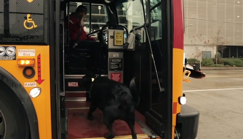 Dog Riding Bus