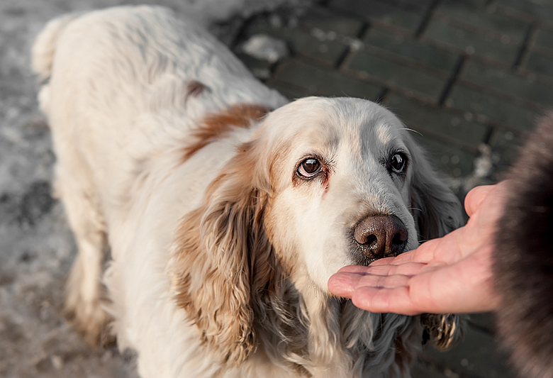 Dog Sniffing Man's Hand