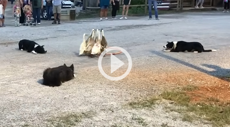 Dogs Herding Ducks