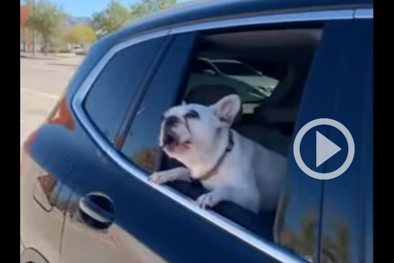 French Bulldog's Wails of Protest