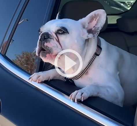 French Bulldog Wails in Protest