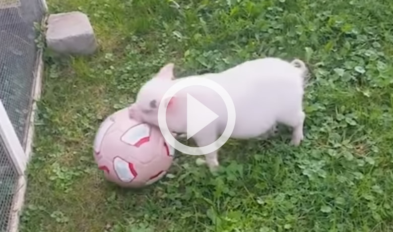 Funny Pigs
