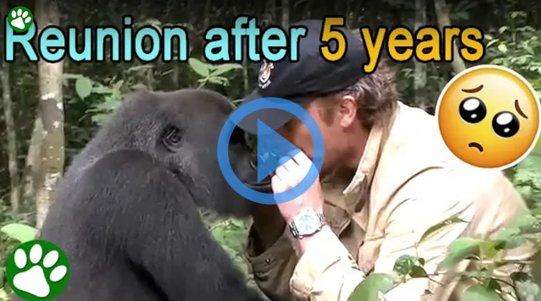 The Incredible Love That Animals and Humans Can Share