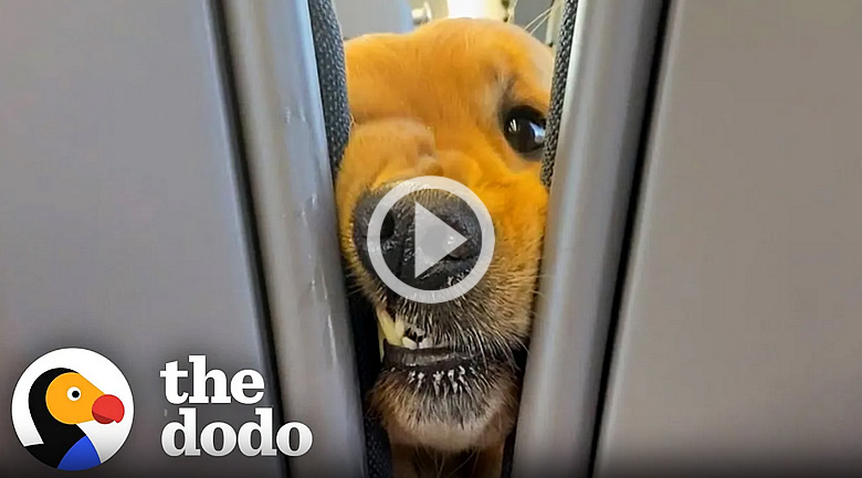 Friendly Golden Retriever