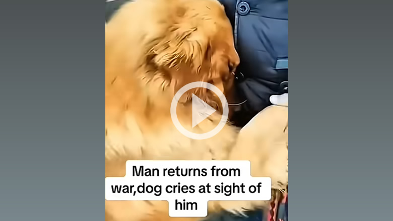 Dogs Joyfully Reuniting with Their Owners
