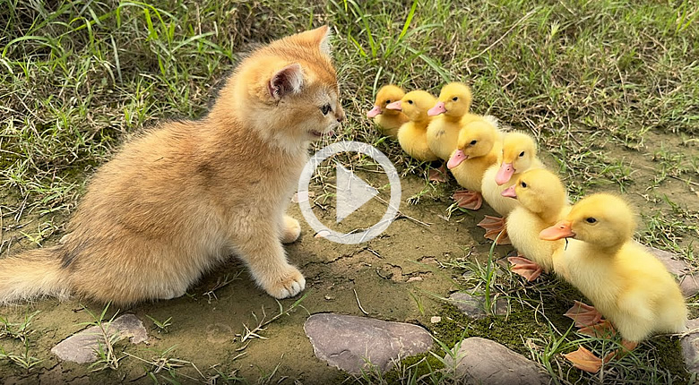 Cuteness Overload With This Momma Kitten and Her Baby Ducklings