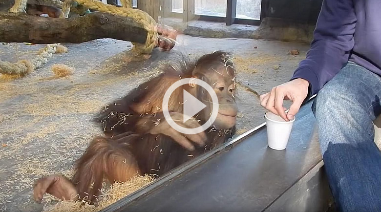 Orangutan Laughs at Magic Trick
