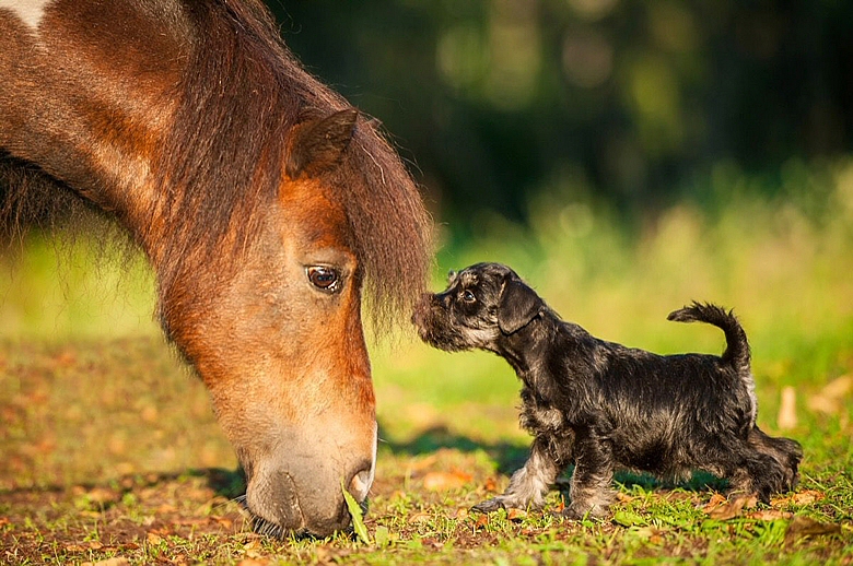 Puppies Playing with Animals