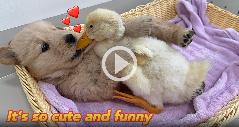 Puppy and Duckling on Bed