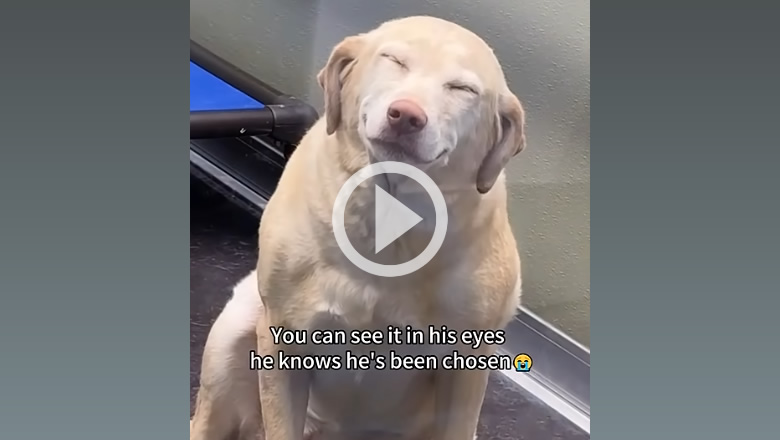 Happy Shelter Dog Excited in Kennel