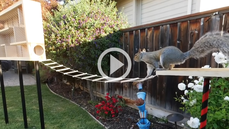 Backyard Squirrel Obstacle Course