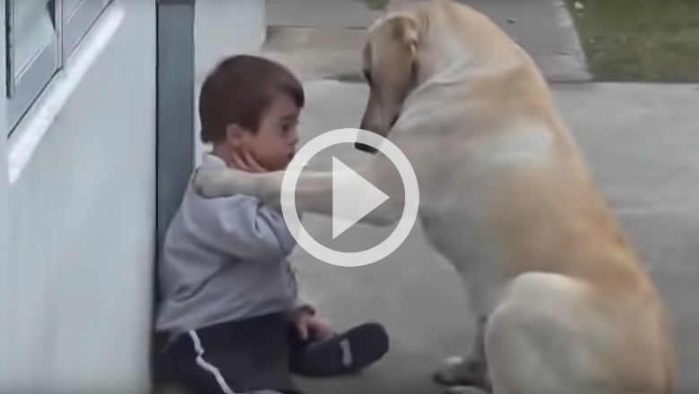 Seet Dog with Child with Down Syndrome