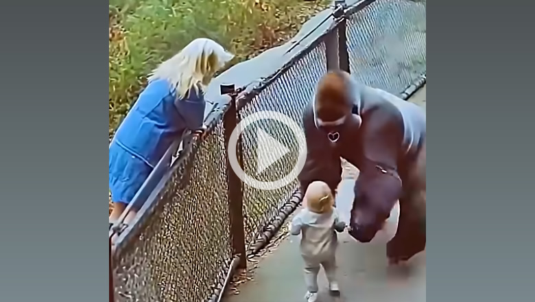 Gorilla Picking Up a Woman's Child