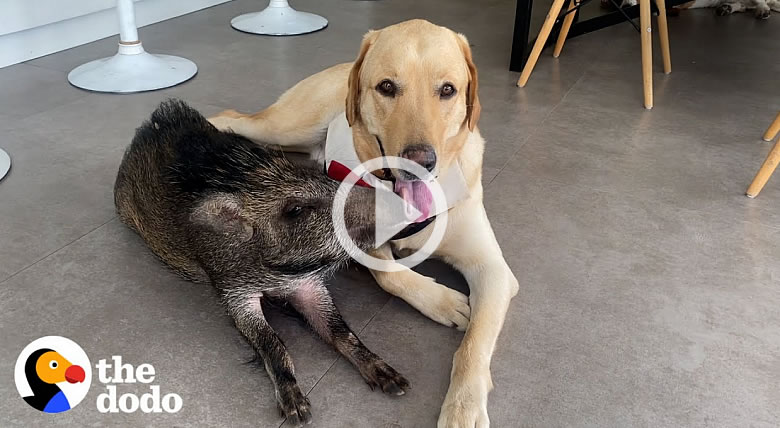 Wild Boar Thinks It's a Puppy