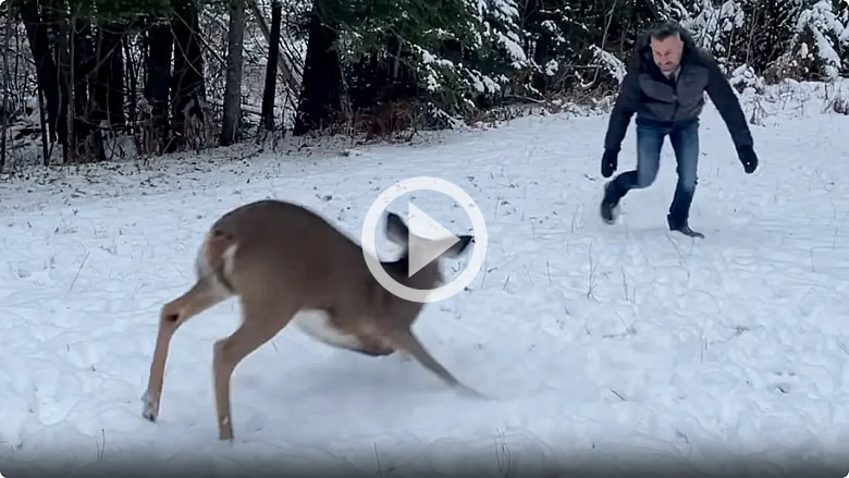 Wild Fawn and Human Become Best Friends