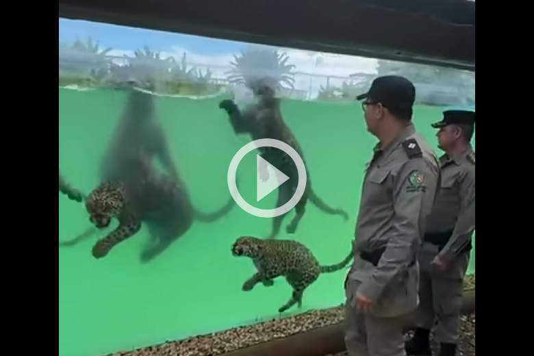 Wild Scenes You Don't See Every Day